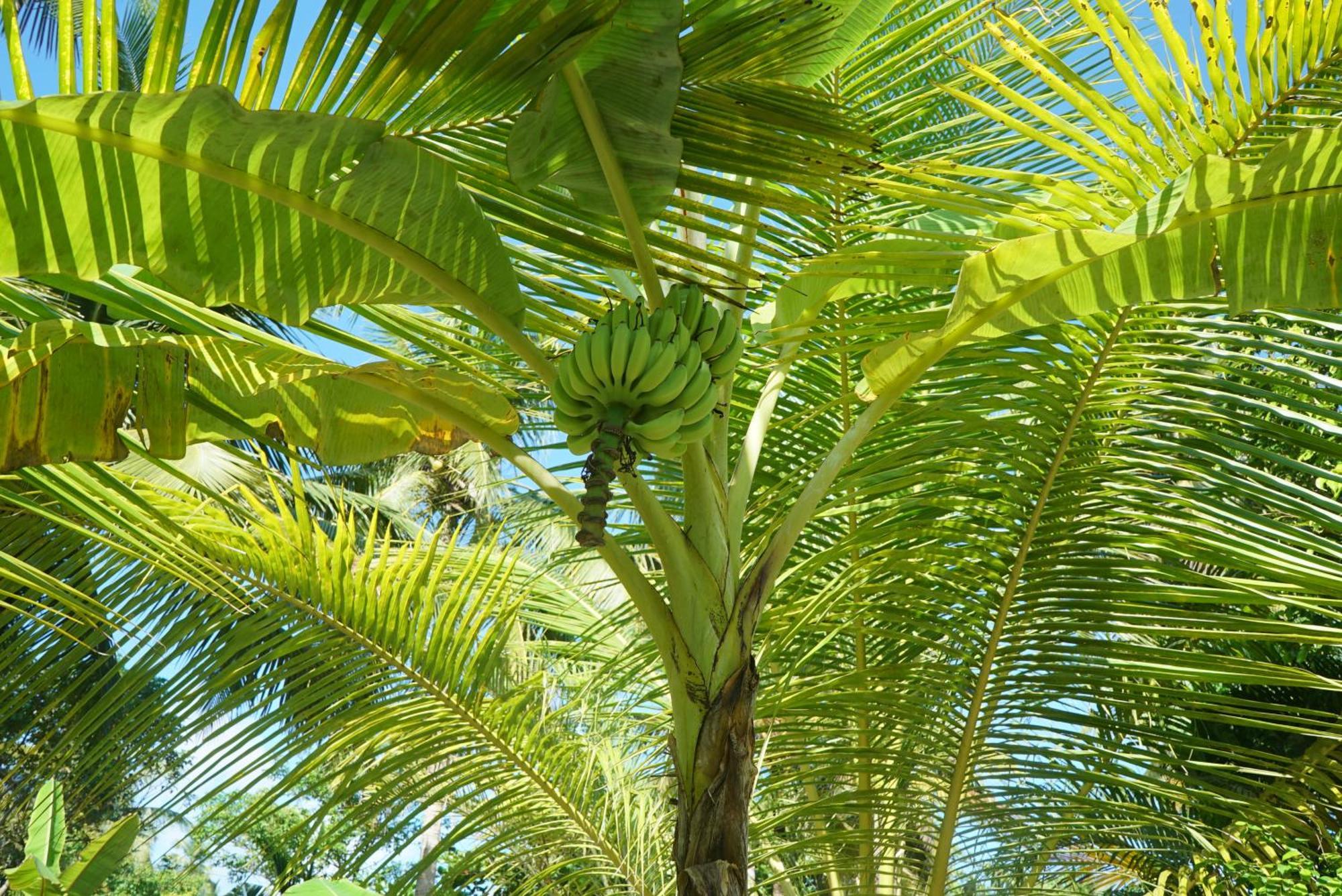 Red Coconut Villa Bentota Kültér fotó